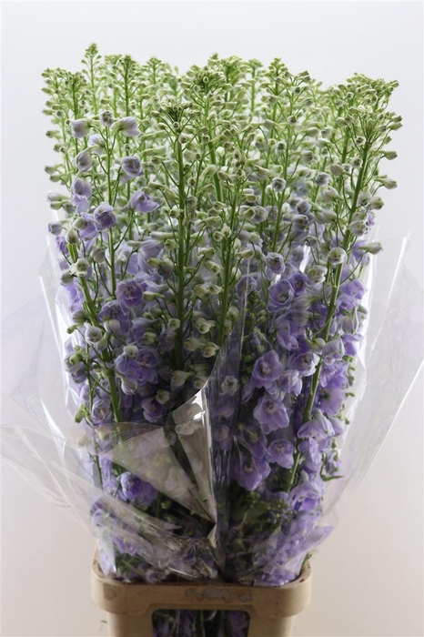<h4>Delphinium Candle Lavender Shades 130cm</h4>