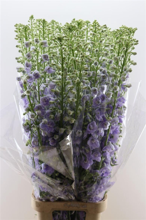 <h4>Delphinium Candle Lavender Shades</h4>