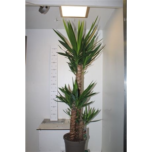 Yucca 90-45-20 Cm