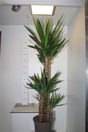 <h4>Yucca 90-45-20 Cm</h4>