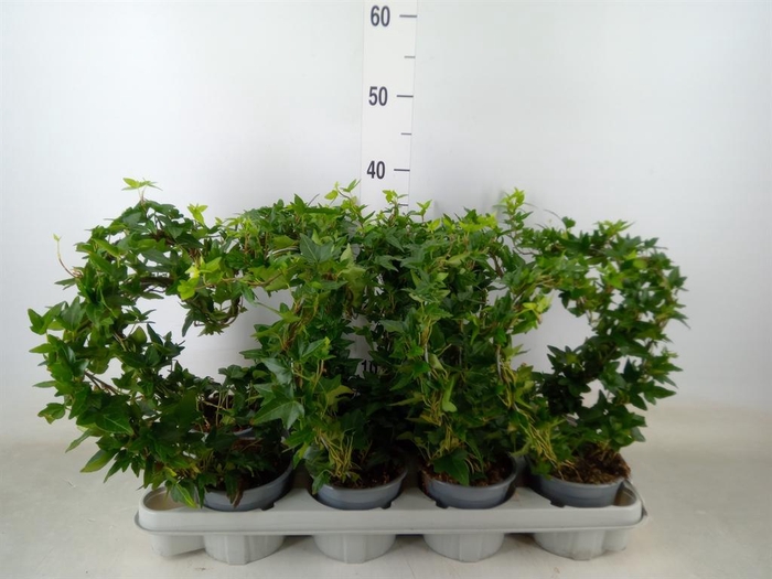 <h4>Hedera   ...</h4>