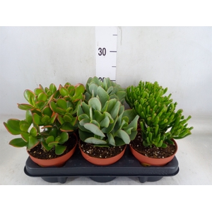Crassula   ...mix