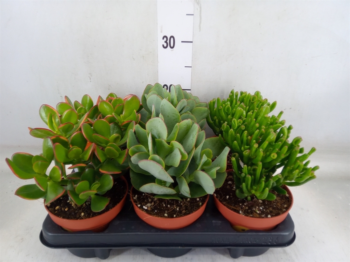 <h4>Crassula   ...mix</h4>