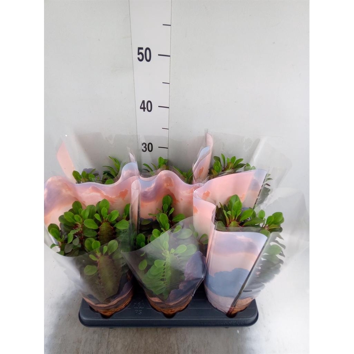 <h4>Euphorbia trigona 'Rubra'</h4>