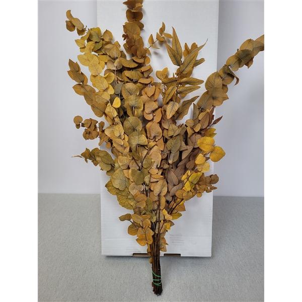 <h4>GESTABILISEERD EUC STUARTIANA GEEL</h4>