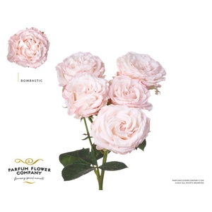 Rosa spray bombastic