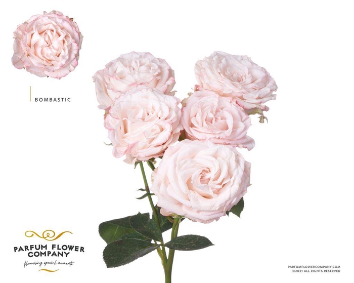 <h4>Rosa spray bombastic</h4>