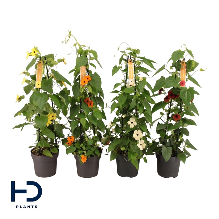 <h4>Thunbergia 17 cm piramide mix</h4>
