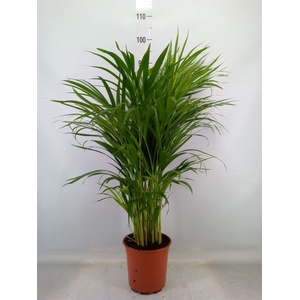 Dypsis lutescens   ...Chrysalidoca