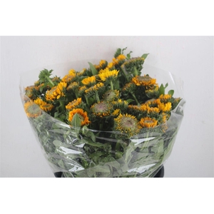 Calendula Yellow Extra P Stem