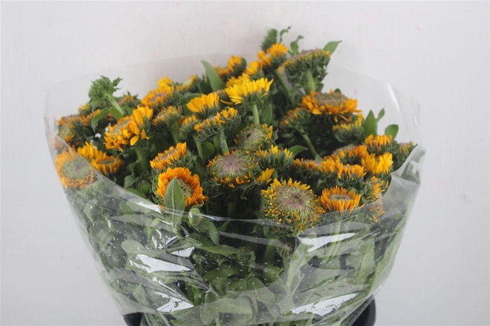 <h4>Calendula Yellow Extra P Stem</h4>