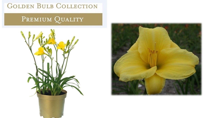 <h4>Hemerocallis Yellow</h4>