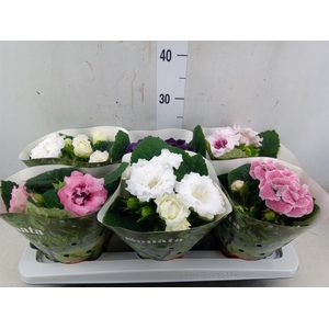 Sinningia  'Sonata'   ...mix