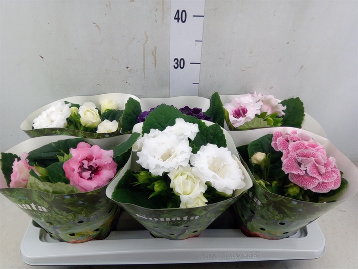 <h4>Sinningia  'Sonata'   ...mix</h4>