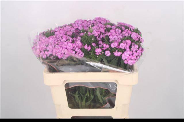 <h4>DI BARB MELIAN BRE</h4>