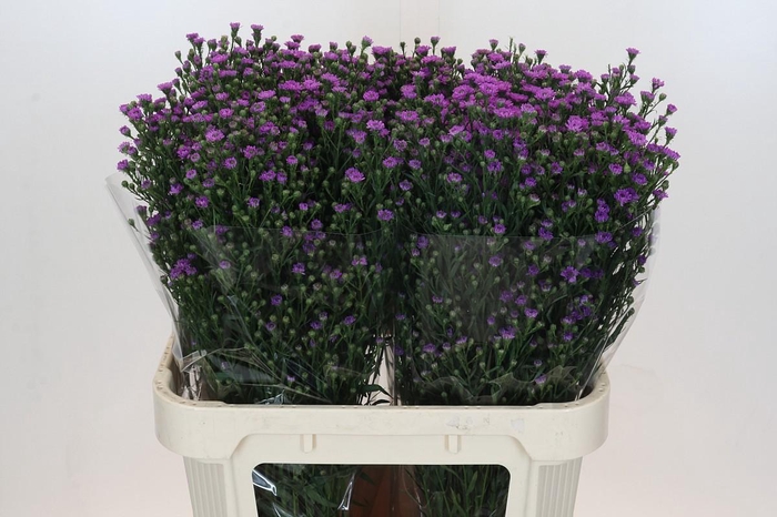 <h4>Aster Baby Pink</h4>