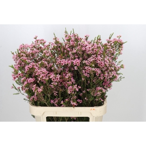Chamelaucium Sarah's Delight