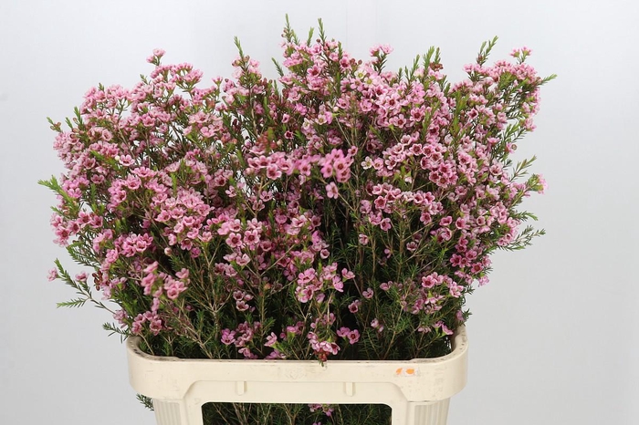 <h4>Chamelaucium Sarah's Delight</h4>