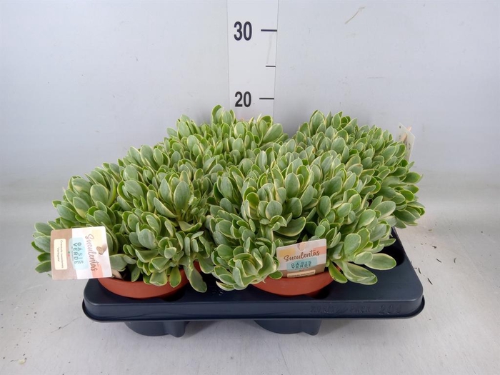 <h4>Crassula   ...</h4>