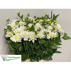 DAHLIA KARMA MAARTEN ZWAAN