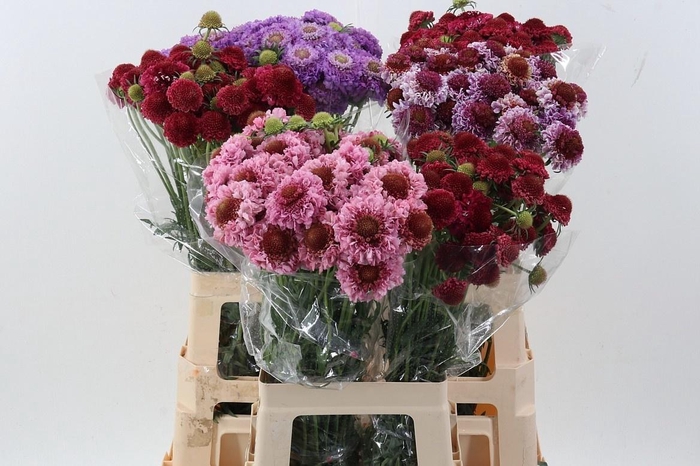 <h4>SCAB ATROPURPUREA</h4>