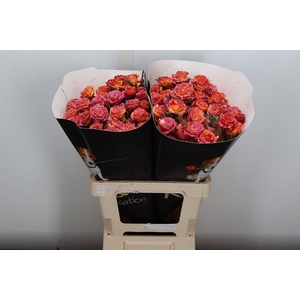 Wax-Rozen Wax Wit Zilver glitter