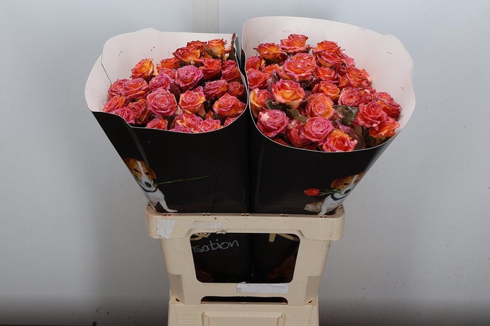 <h4>R Tr Wx Flaming Versilia Xl</h4>