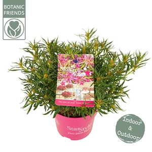 Azalea 'Starstyle Pink' ®