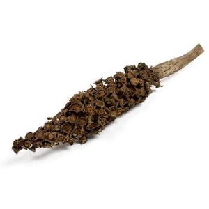 CACHO BELTRAO 40-60CM NATURAL