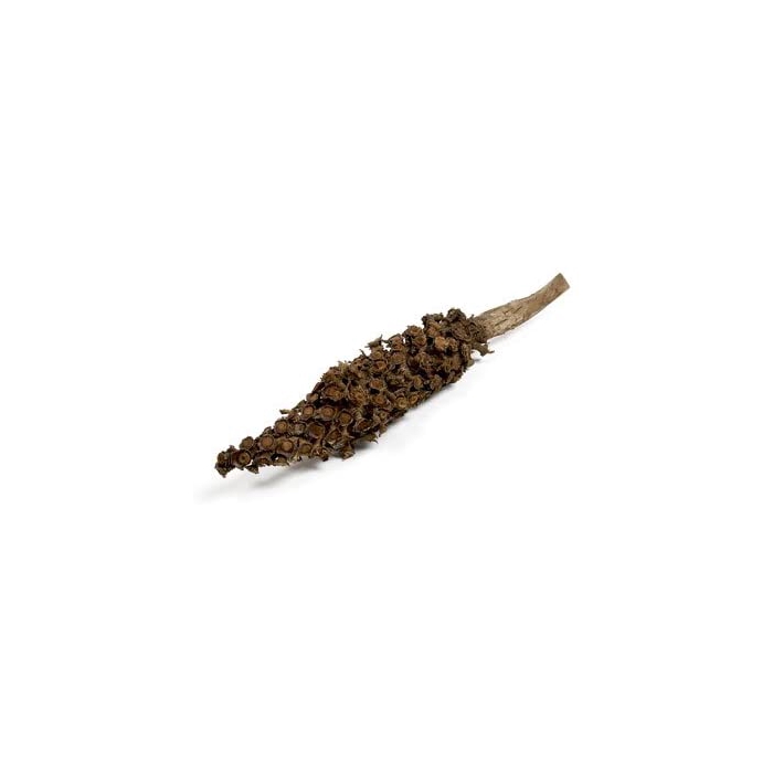 <h4>CACHO BELTRAO 40-60CM NATURAL</h4>