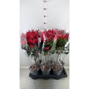 Euphorbia pulc. 'Christ Feel'