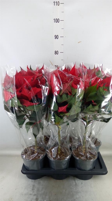 <h4>Euphorbia pulc. 'Christ Feel'</h4>