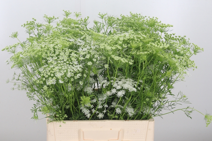 <h4>Ammi Majus Dille Wit</h4>