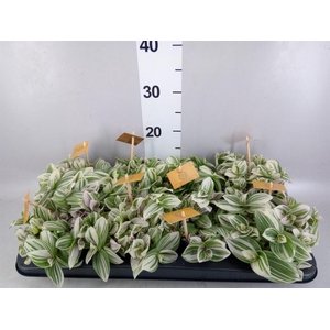 Tradescantia  'Brightness'
