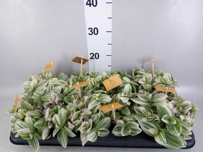 <h4>Tradescantia  'Brightness'</h4>
