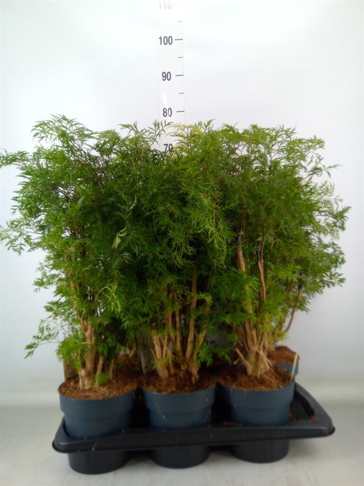 <h4>Polyscias fruticosa</h4>