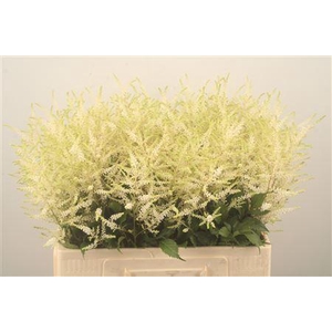 Astilbe Wasingthon White