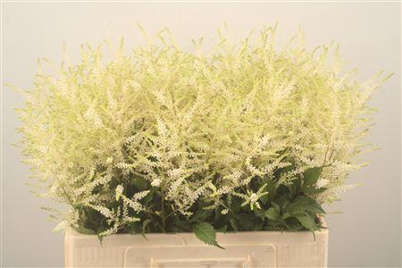 <h4>Astilbe Wasingthon White</h4>
