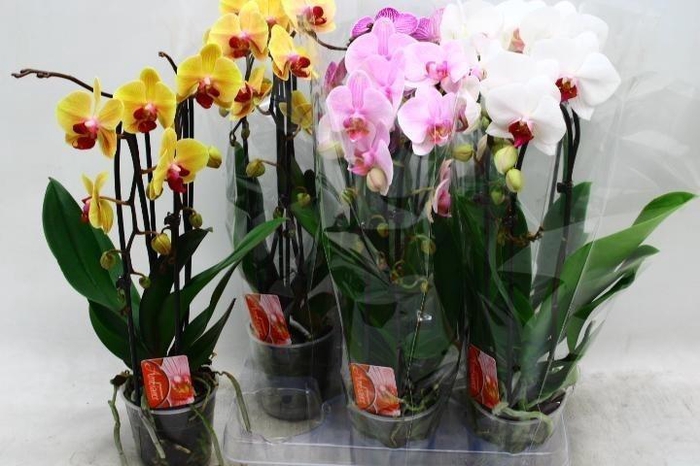 arr8 Phal El Cascade