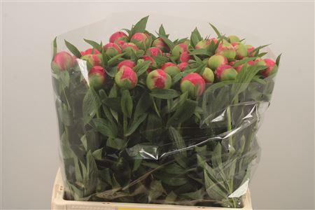 <h4>Paeo L Coral Charm</h4>