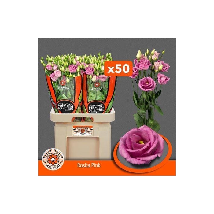 <h4>Eus G Rosita Rose Pink</h4>