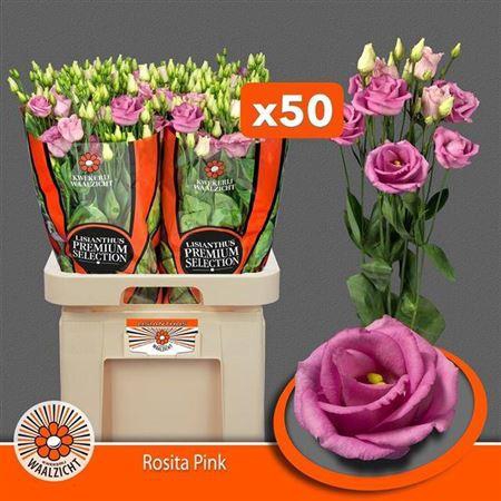 Eus G Rosita Rose Pink