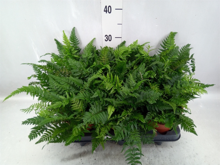 Polystichum tsussimense