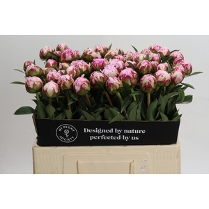 Paeonia Sarah Bernhardt