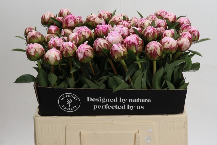 <h4>Paeonia Sarah Bernhardt</h4>