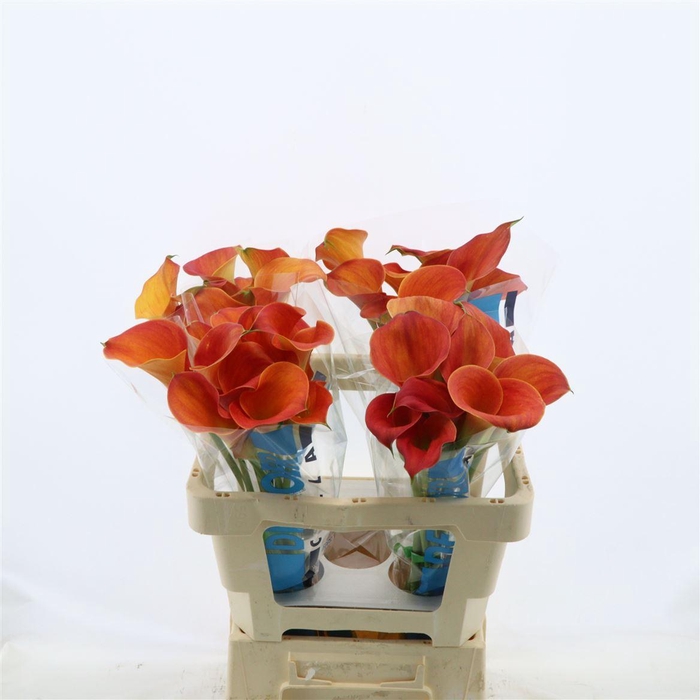 <h4>Calla Sunset Passion</h4>