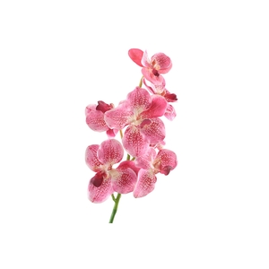 Vanda Orchid Pink Light