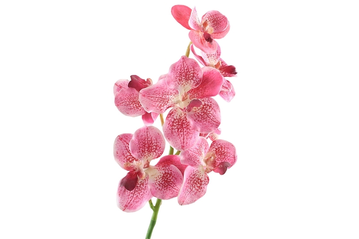 <h4>Vanda Orchid Pink Light</h4>