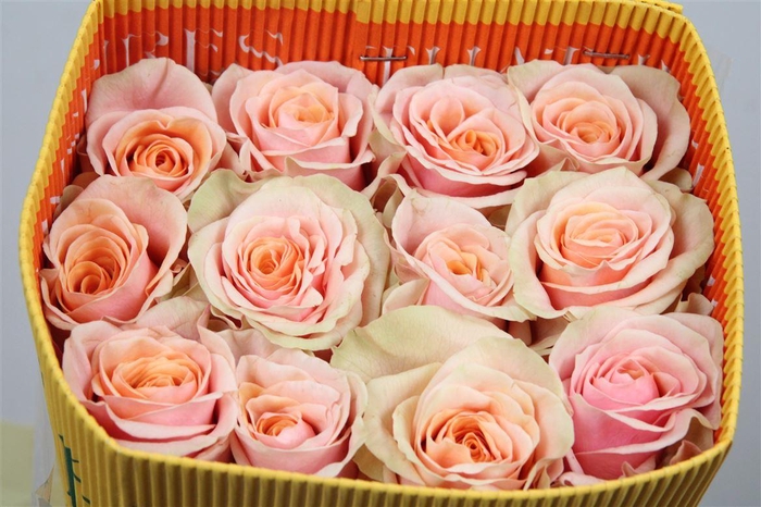 <h4>R Gr Phoenix Ec</h4>