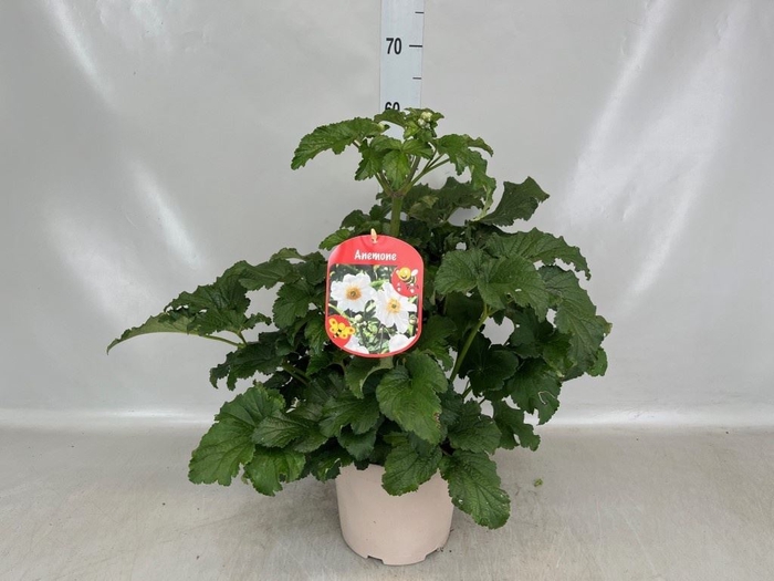 <h4>Anemone hybrida 'Honorine Jobert'</h4>